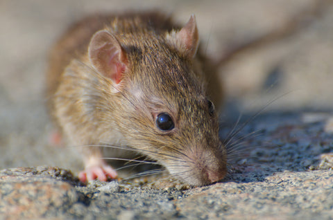 Antioxidants That Made Old Rats Younger