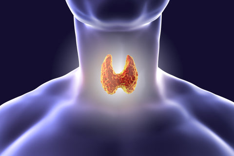 Iodine & Thyroid Health