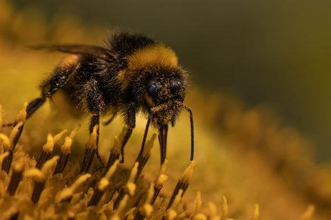 Propolis - A Wonder Bees Product and Its Health Benefits