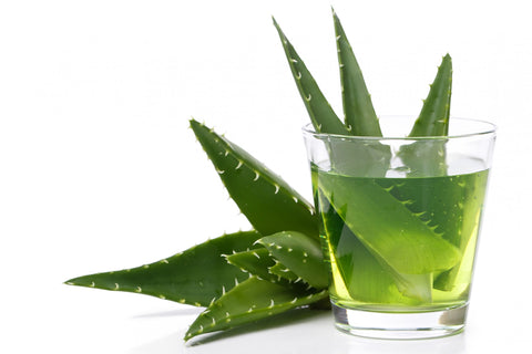 The Healing Power of Aloe Vera
