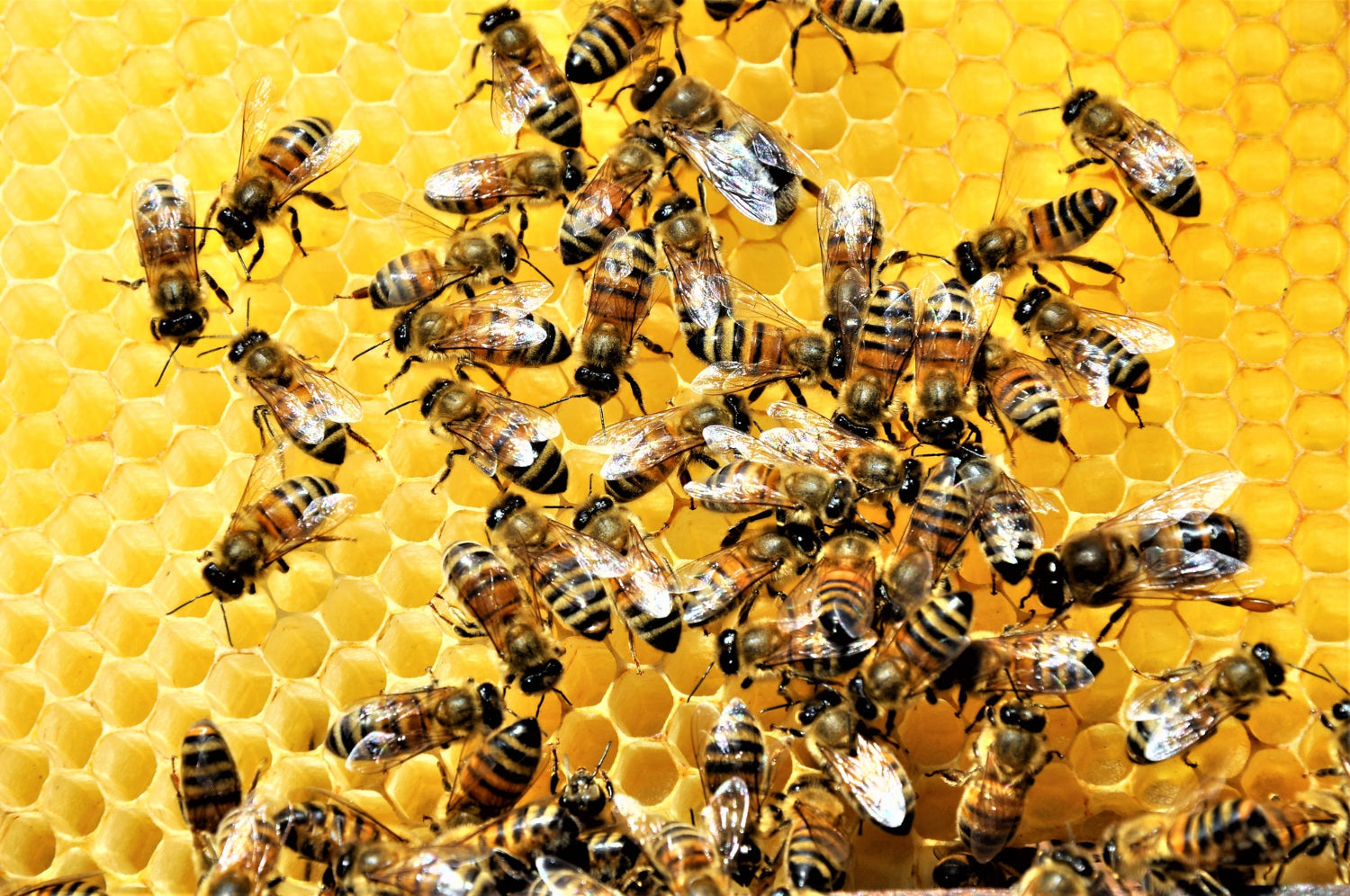 Propolis - A Wonder Bees Product and It’s Health Benefits 