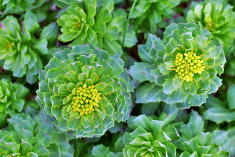 Health Benefits of Rhodiola Rosea