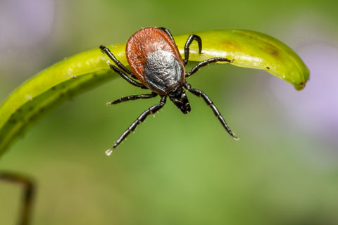 Lyme Disease (Borreliosis)