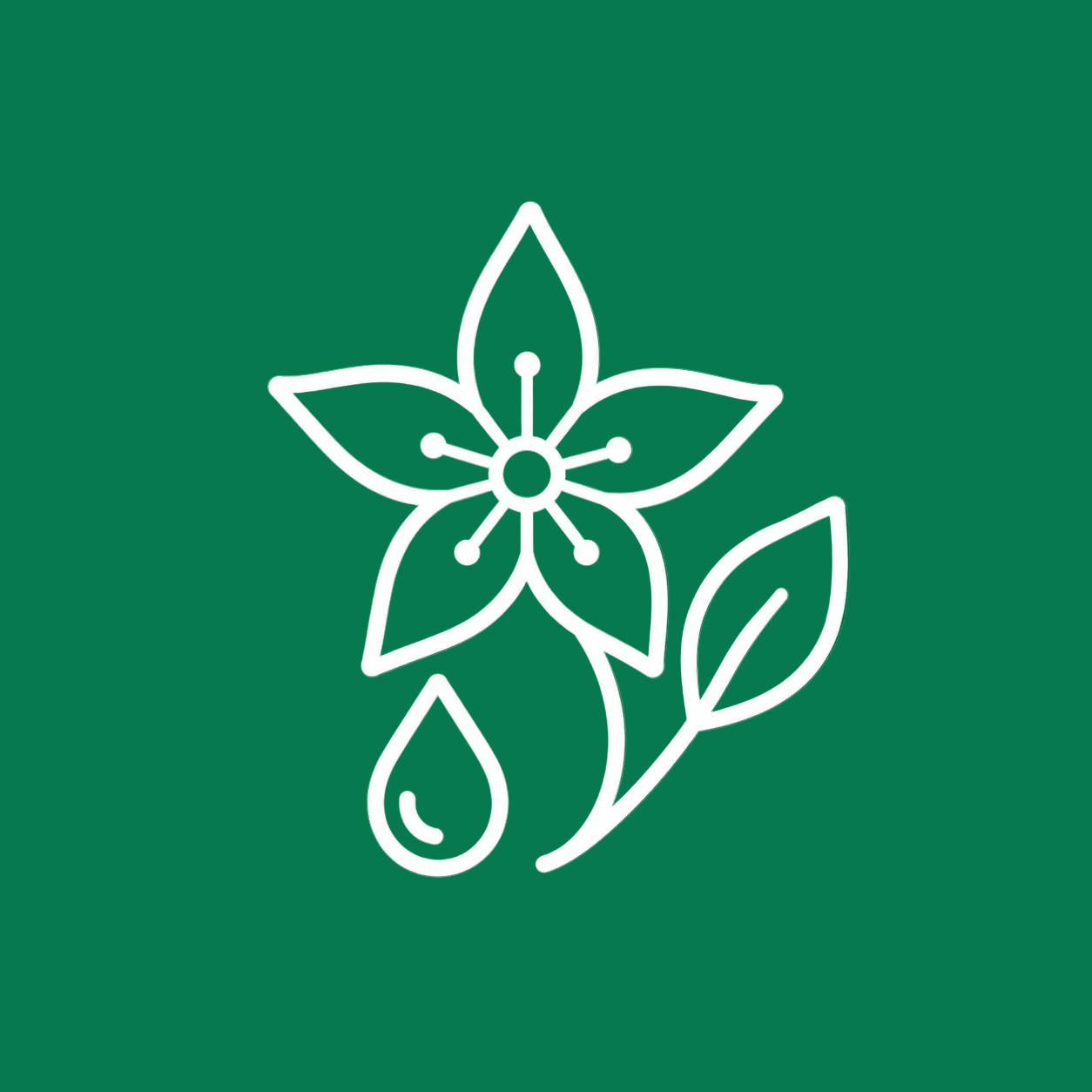 Starflower Oil natural source of GLA for hormonal balance and skin health
